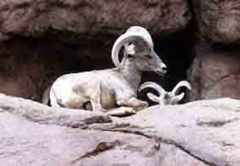 Bighorn sheep